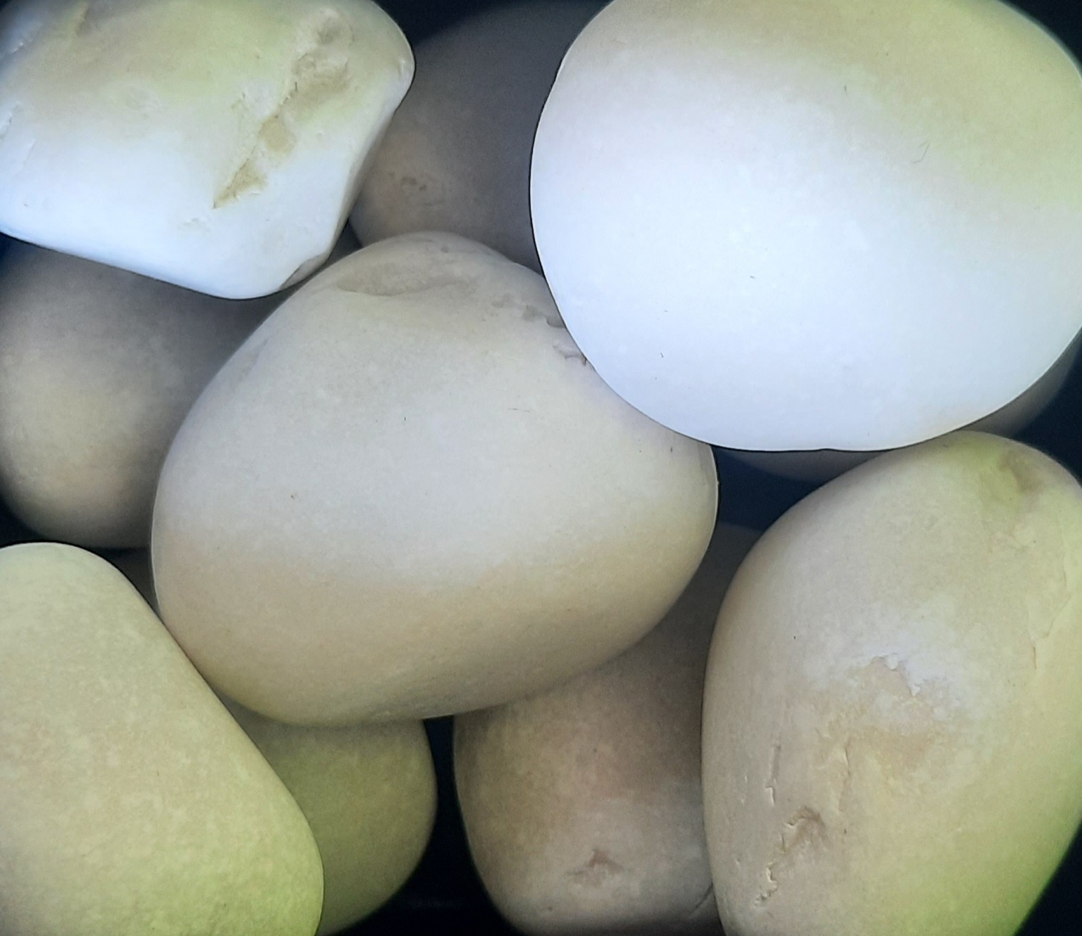 Bola Blanca
