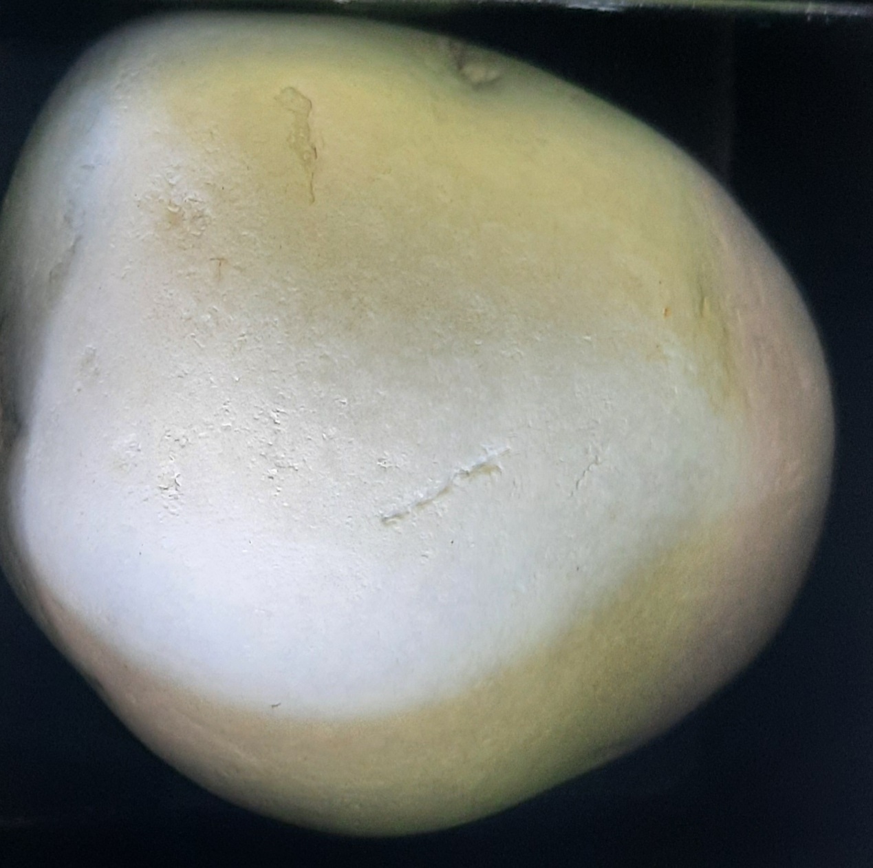 Bola Blanca
